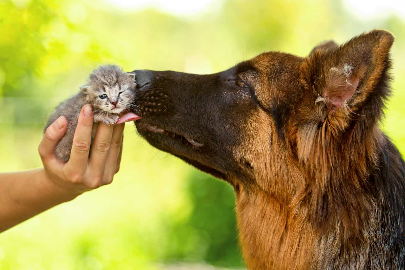 un pastor alemán besa a un gatito