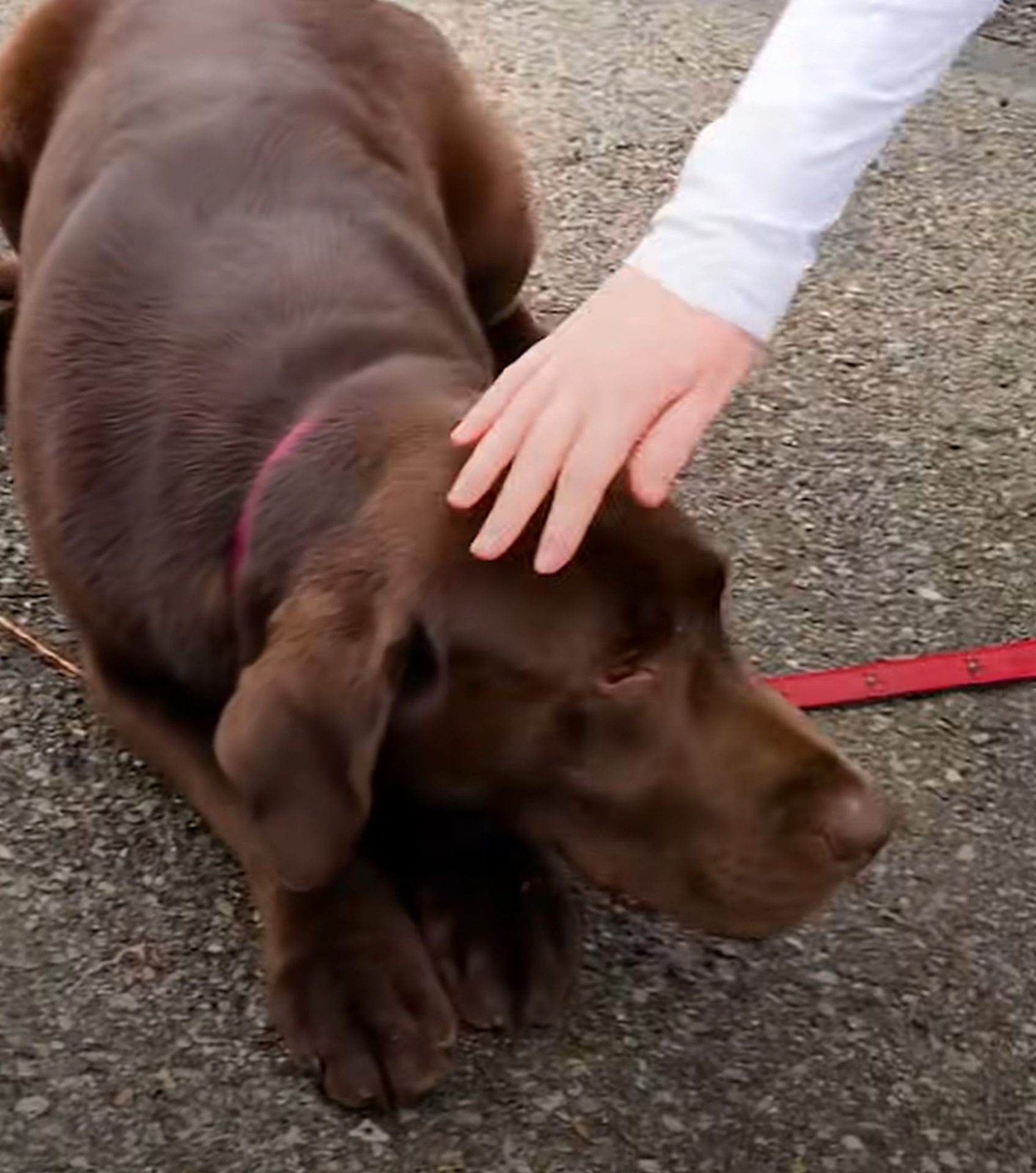 una niña acariciando a un perro acostado en la calle