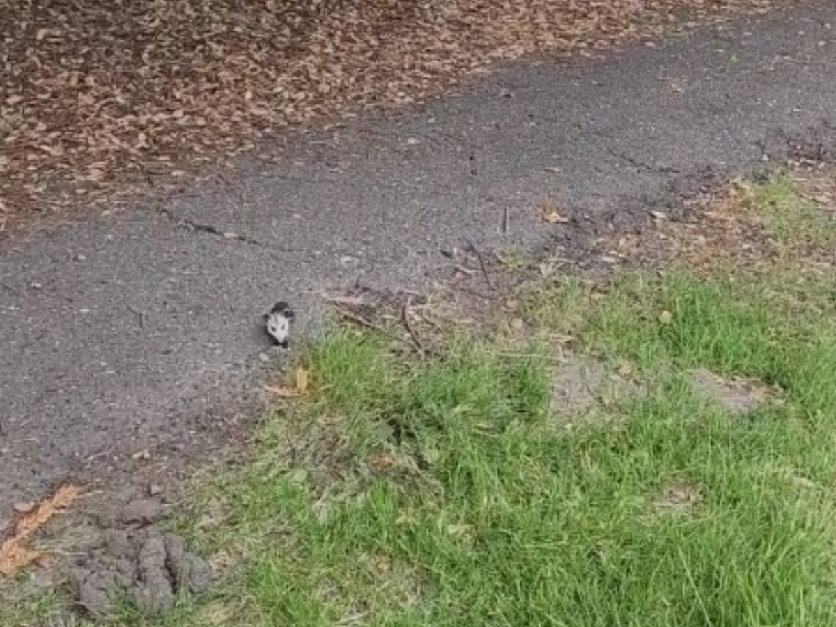 un bulto cerca del camino