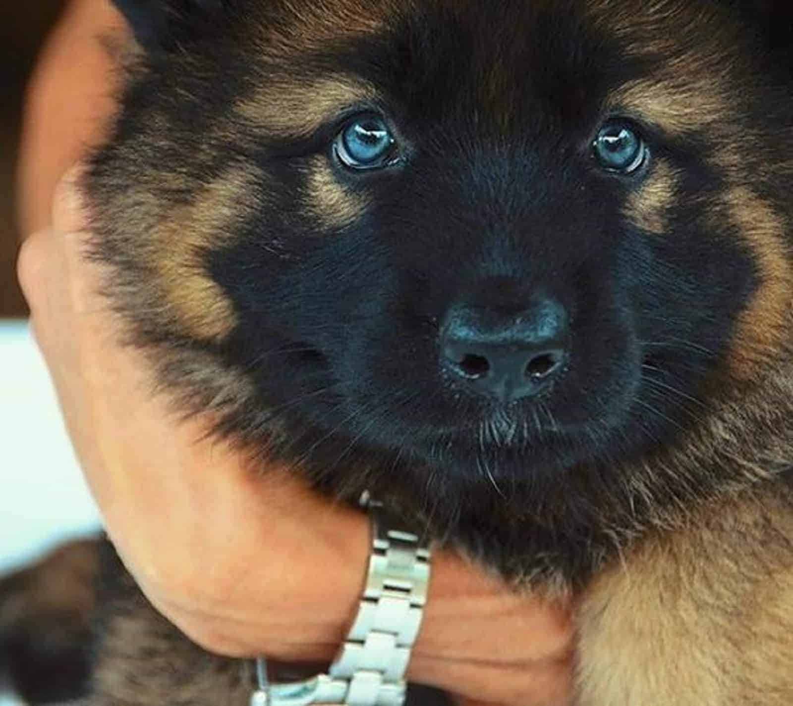 una persona abrazando a un cachorro de pastor alemán con ojos azules