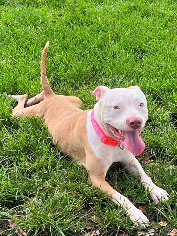 un pitbull sacando la lengua descansa sobre el césped