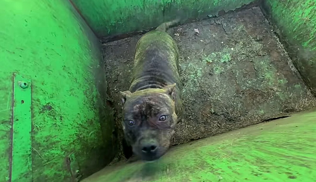 un retrato de un perro que estaba encerrado en un contenedor