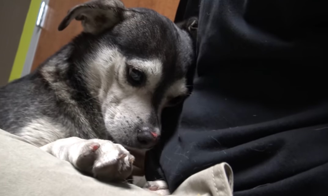 un perro triste en el regazo de un hombre