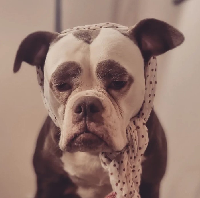 un perro triste con una bufanda blanca atada alrededor de su cabeza
