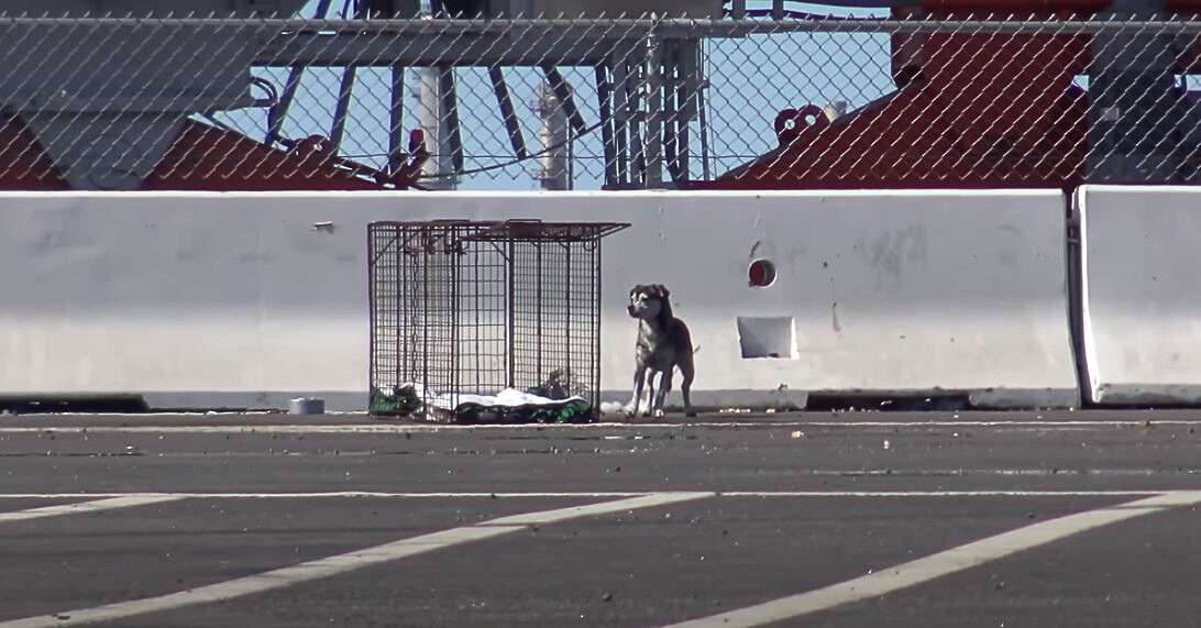 un perro callejero está en la calle y mira alrededor