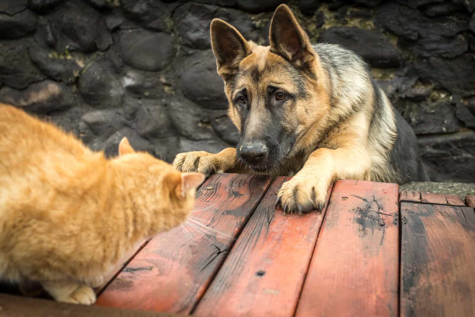 un encuentro repentino entre un pastor alemán y un gato