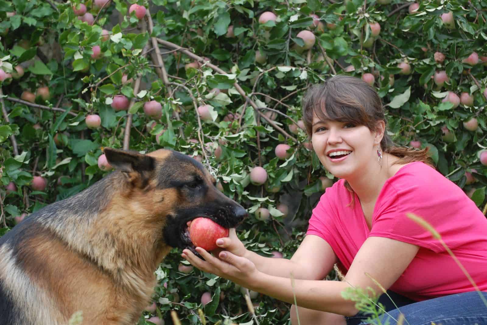 una mujer le da manzanas a un pastor alemán