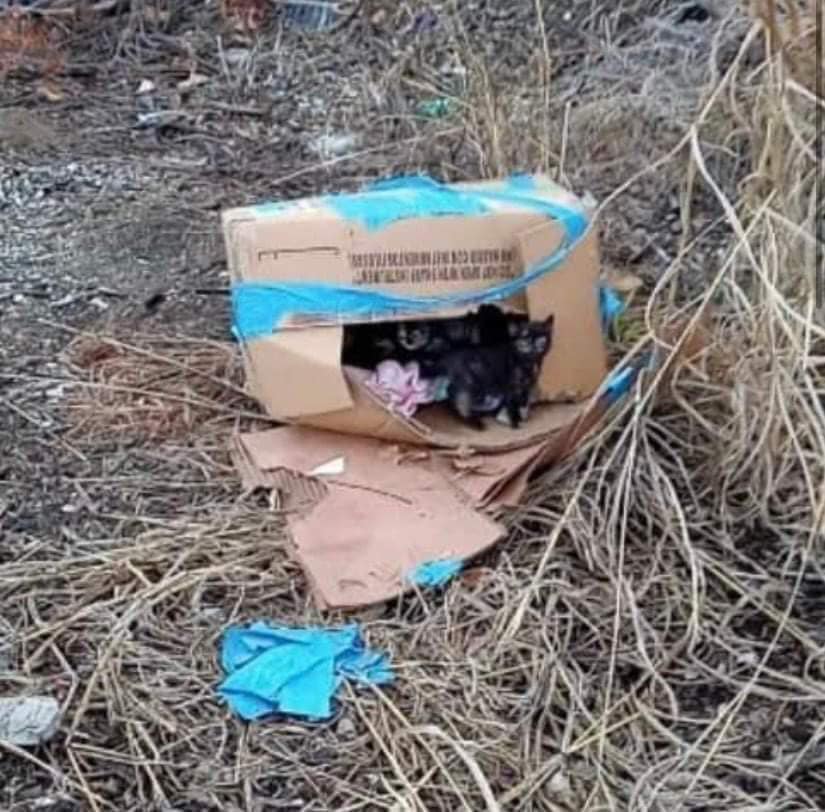 gatitos abandonados en una caja