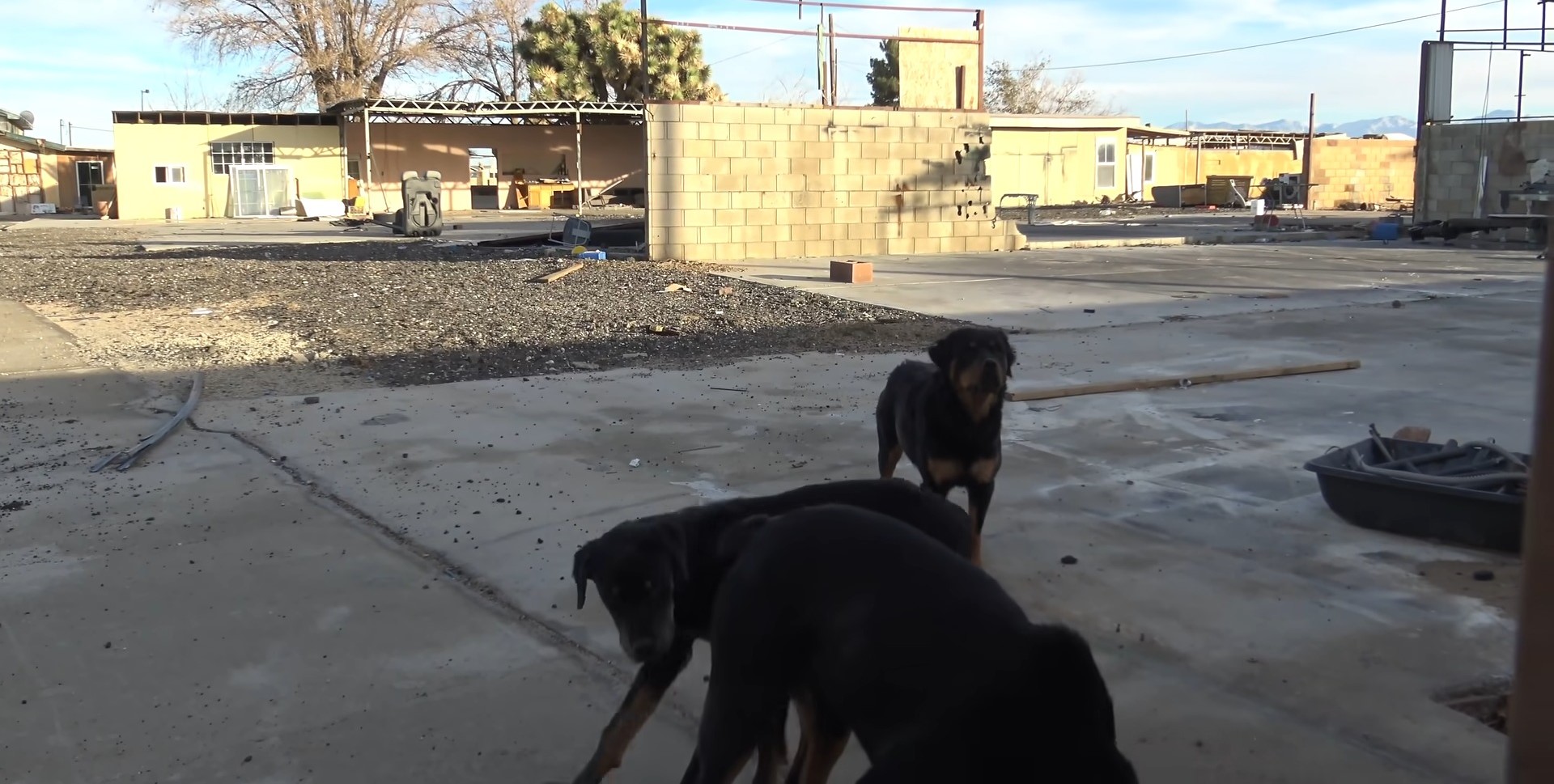 rottweilers abandonados