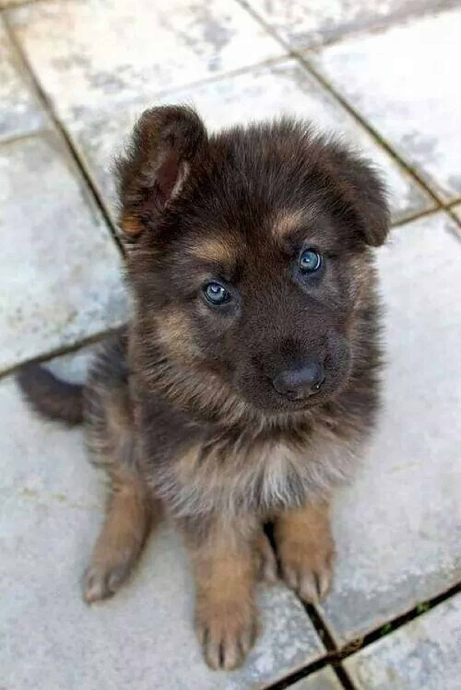 adorable cachorro de pastor alemán con ojos azules