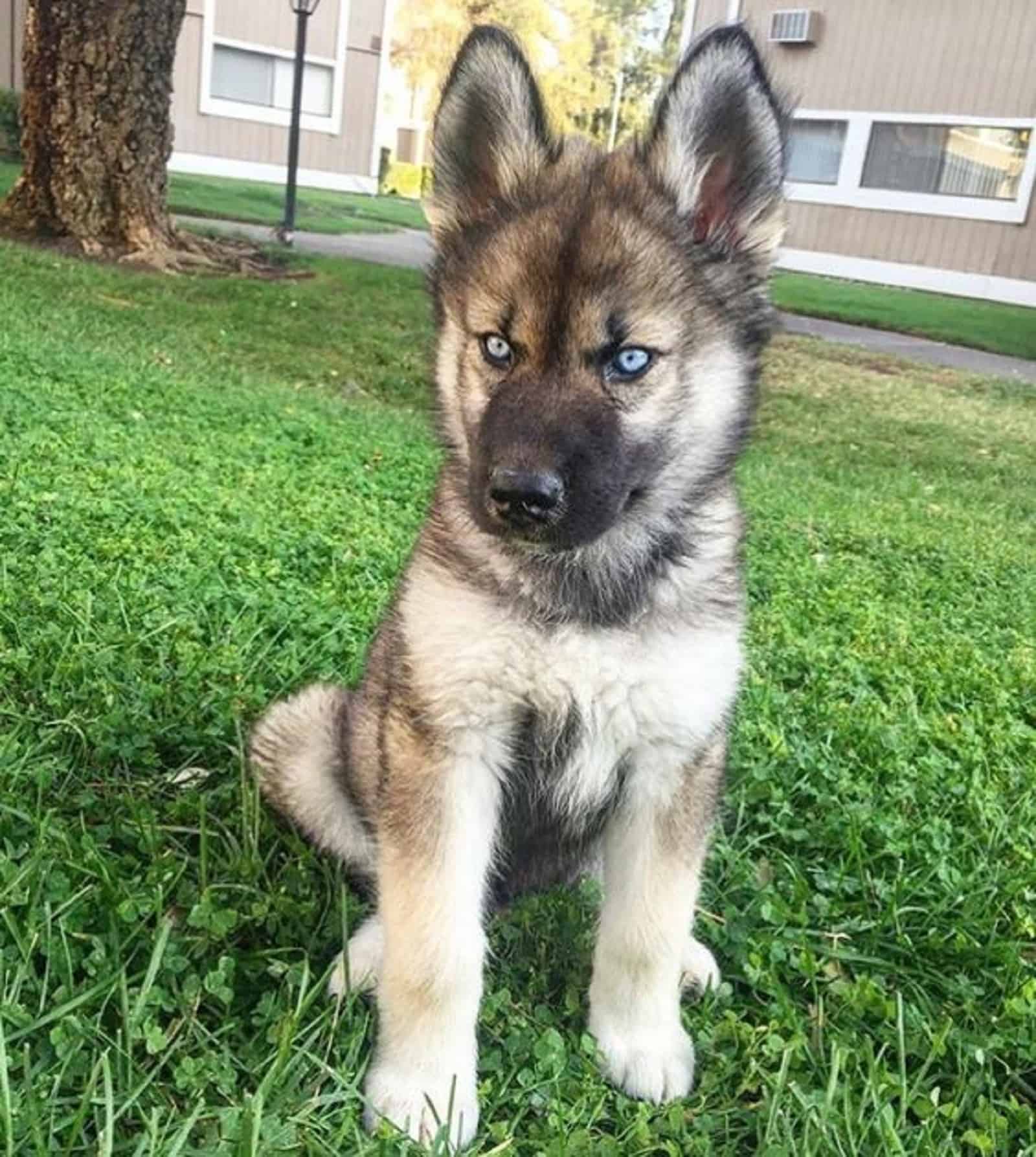 adorable cachorro de pastor alemán con ojos azules sentado en el césped