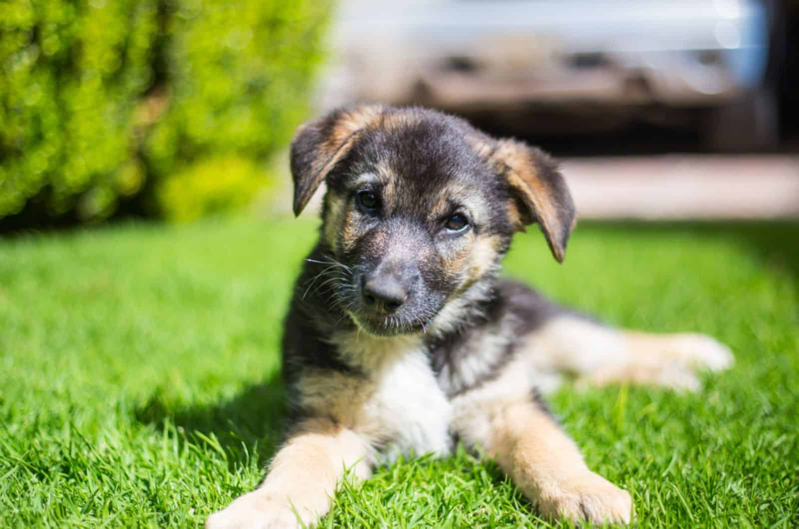adorable cachorro de pastor alemán tumbado en el césped