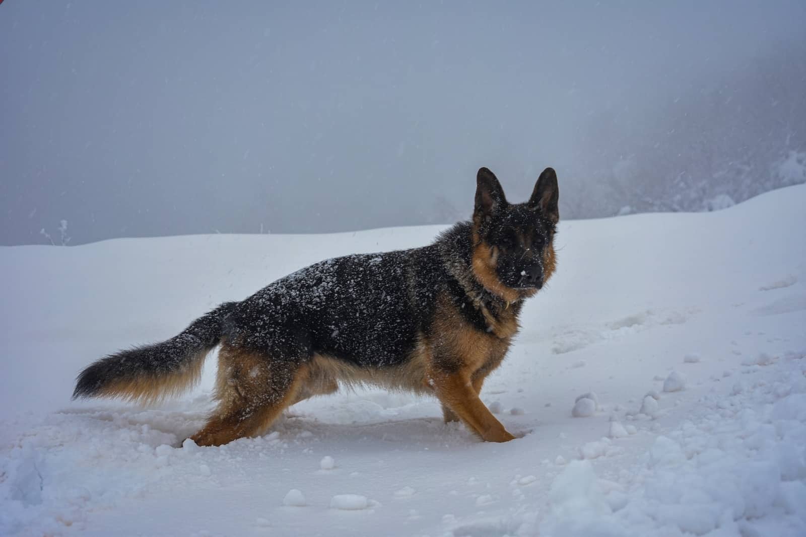 pastor alemán adulto en la nieve