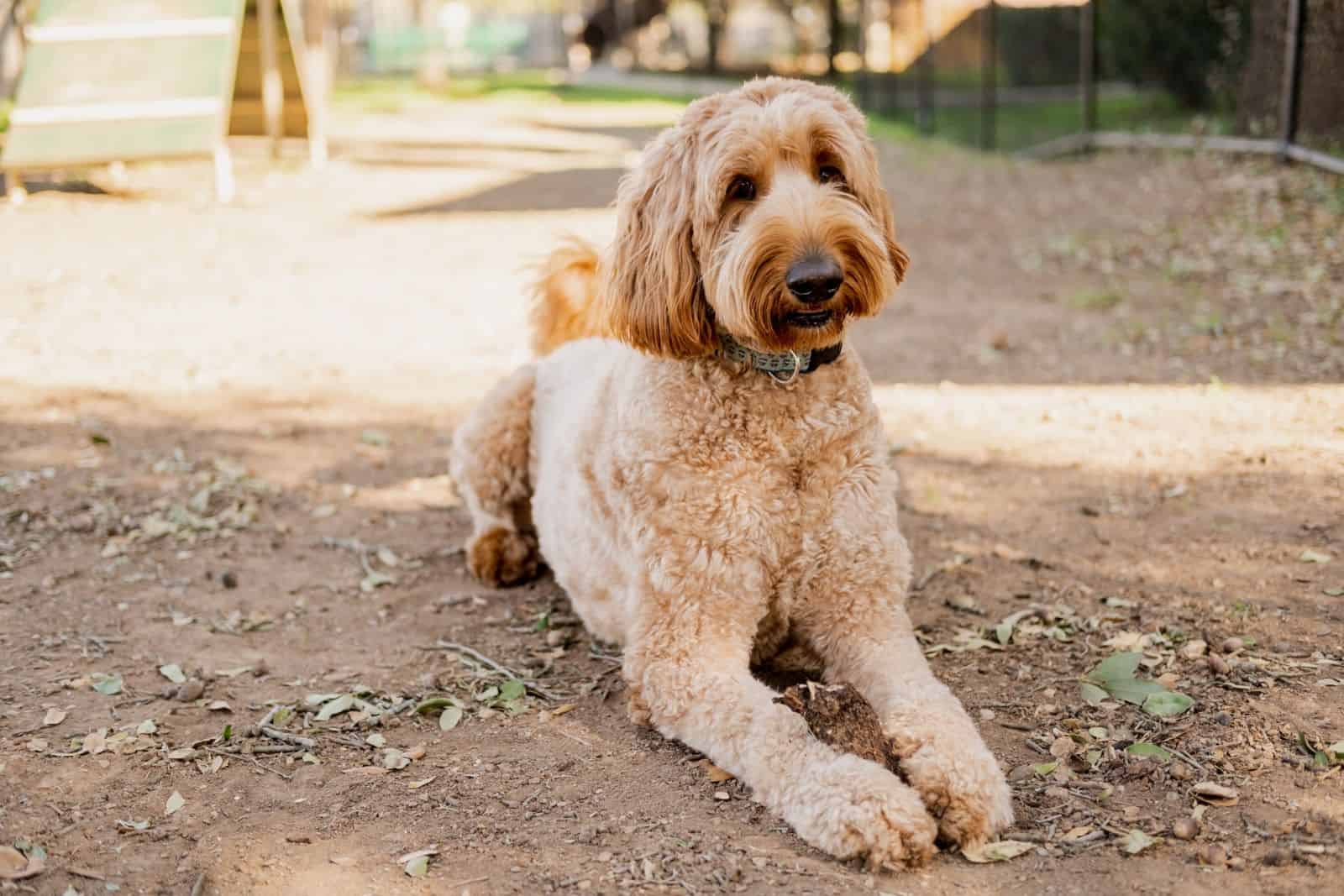 Perro Goldendoodle adulto