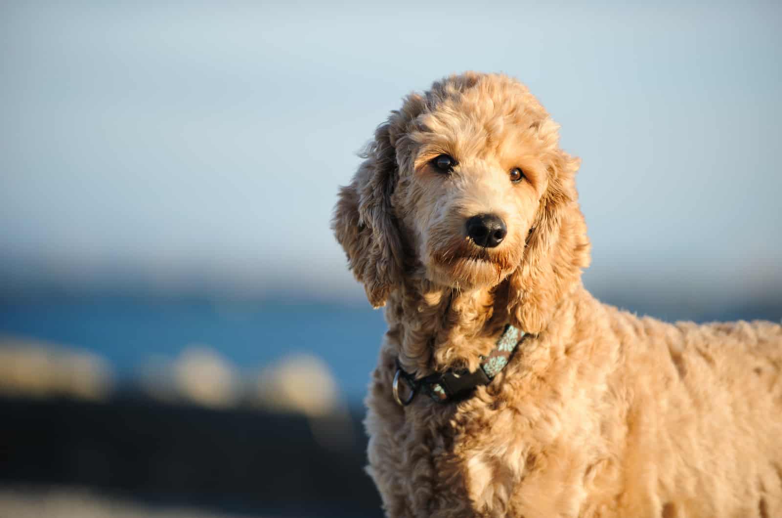 Goldendoodle adulto mirando a la cámara