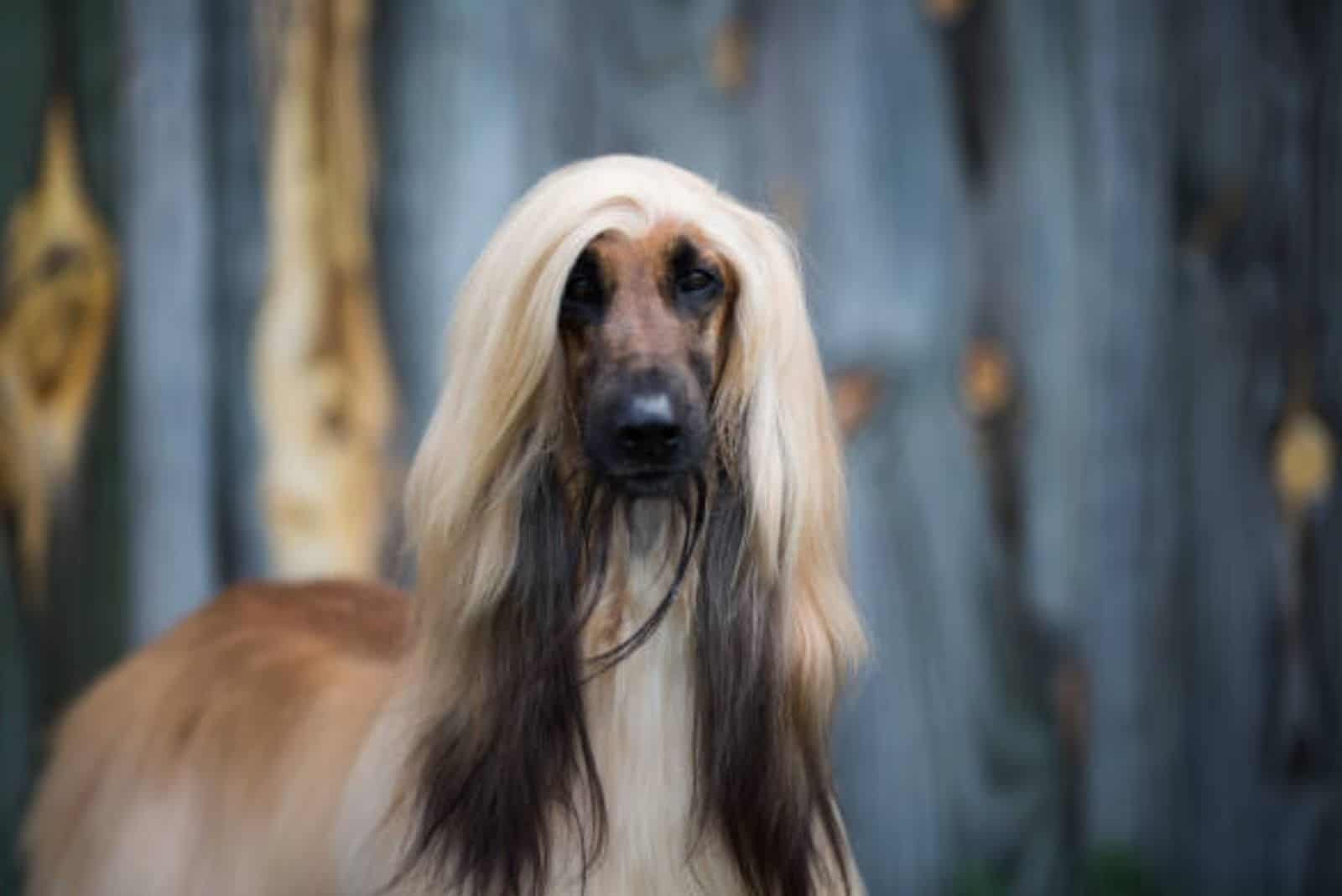 perro galgo afgano