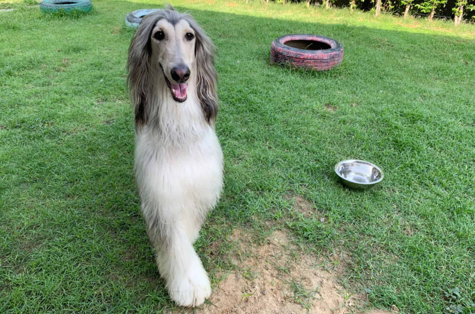 galgo afgano en el jardín