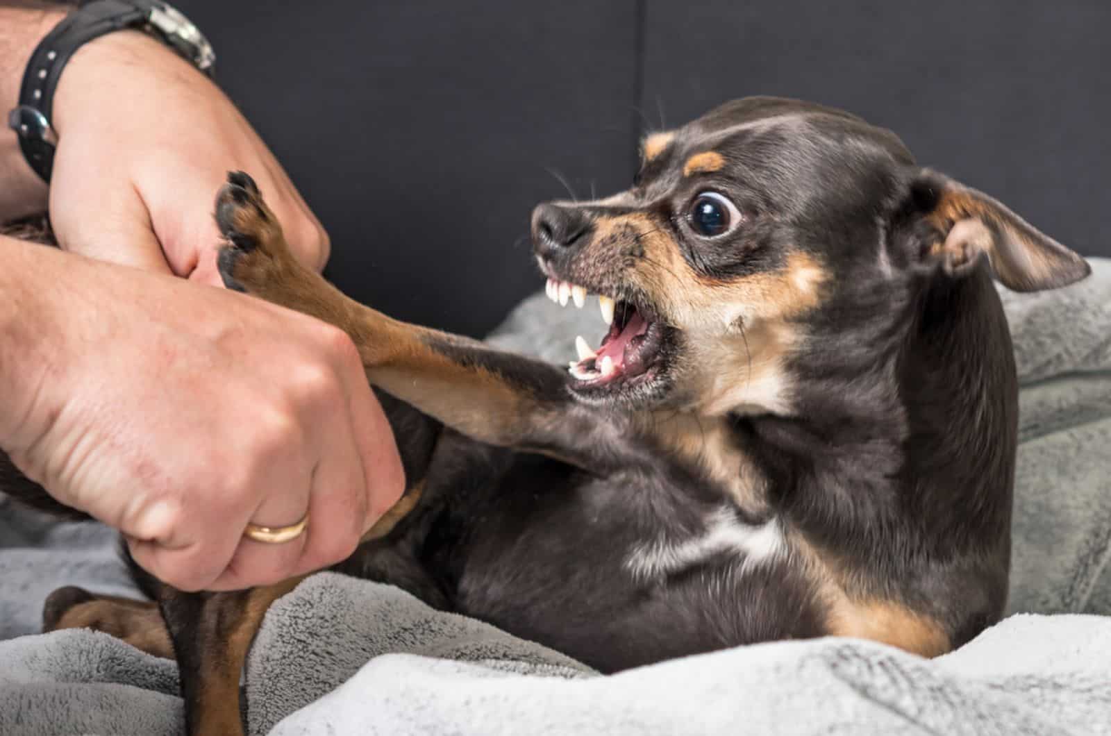chihuahua agresivo y su dueño