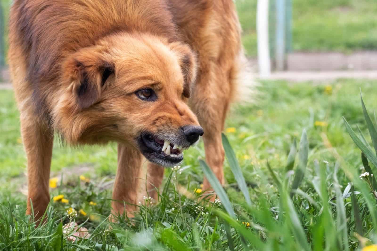 perro agresivo ladrando en el jardín