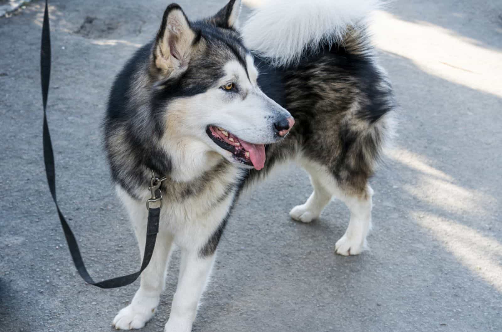 alaskan malamute caminando por la calle