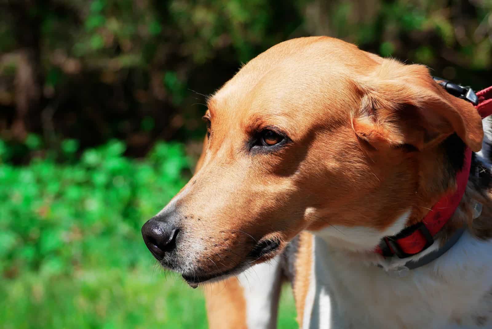 foxhound americano en el parque
