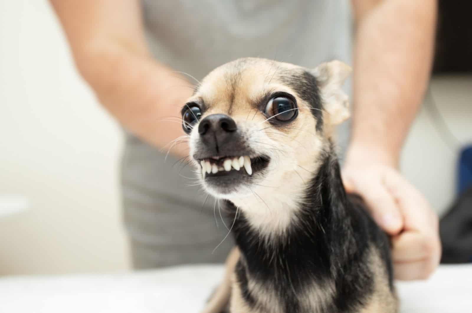 chihuahua enojado en las manos del dueño