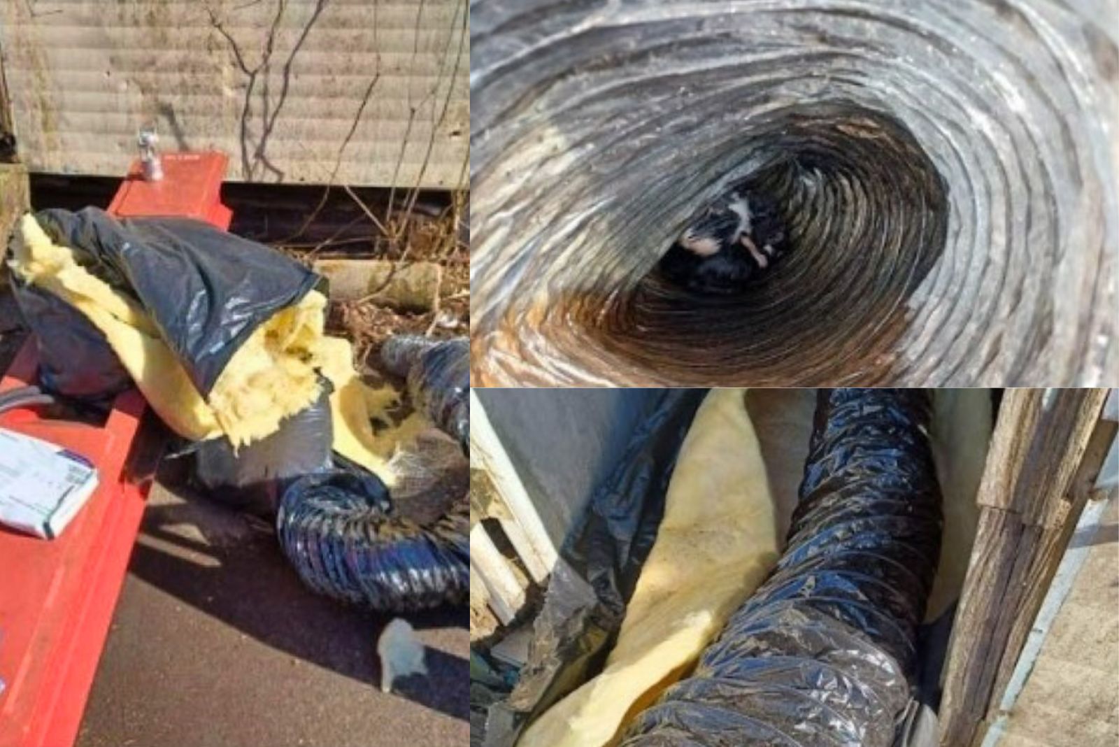 animales en un tubo de aislamiento