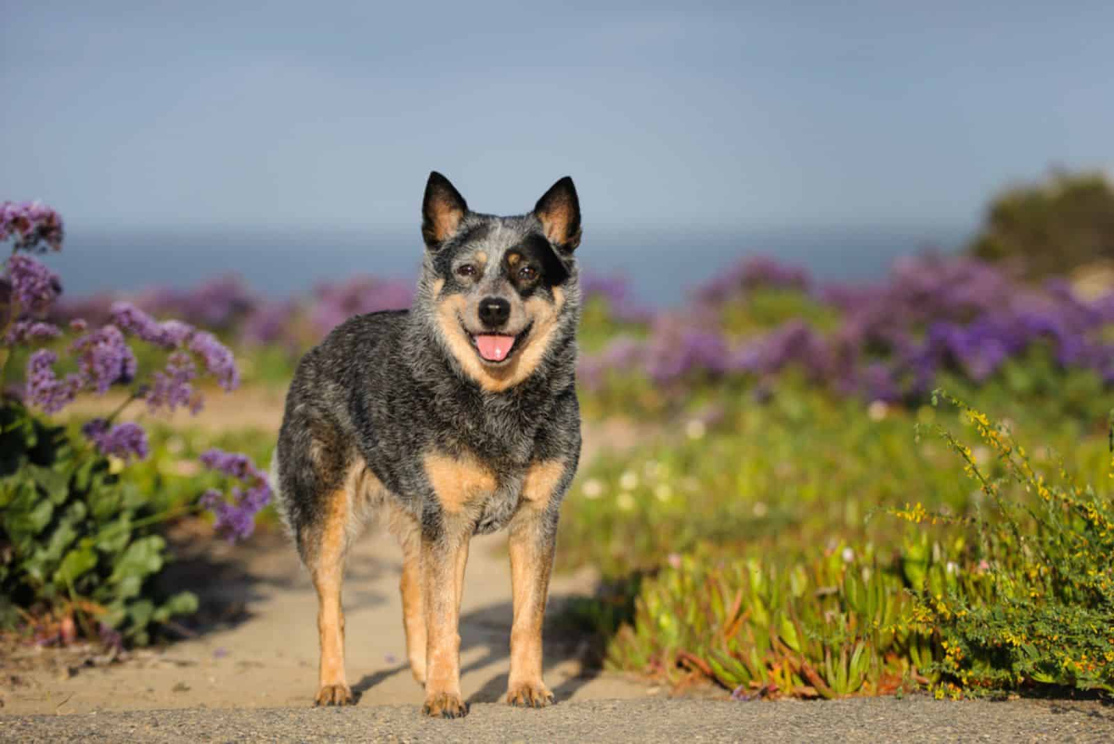 perro boyero australiano en la naturaleza
