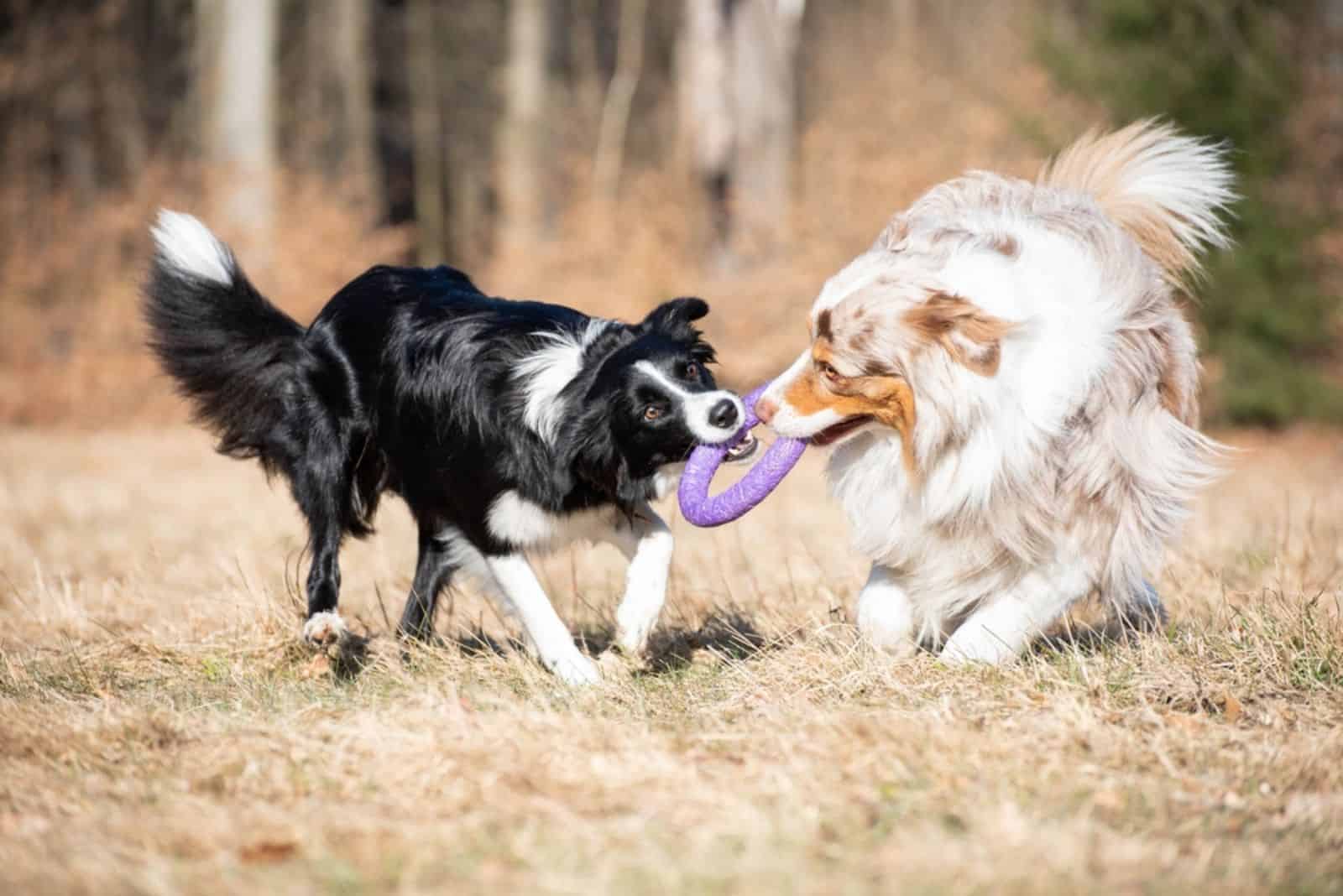 pastor australiano y border collie jugando juntos con un juguete