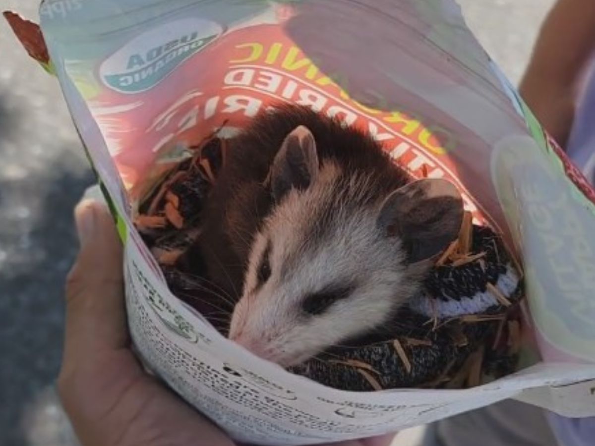 bebé zarigüeya en una bolsa