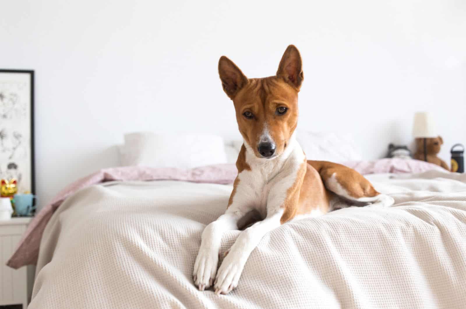 perro basenji tumbado en la cama