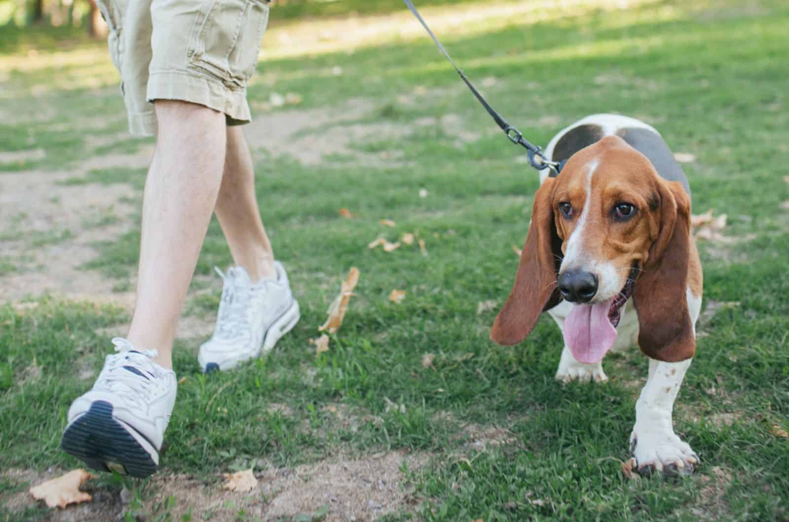 basset hound caminando al lado del paseador de perros