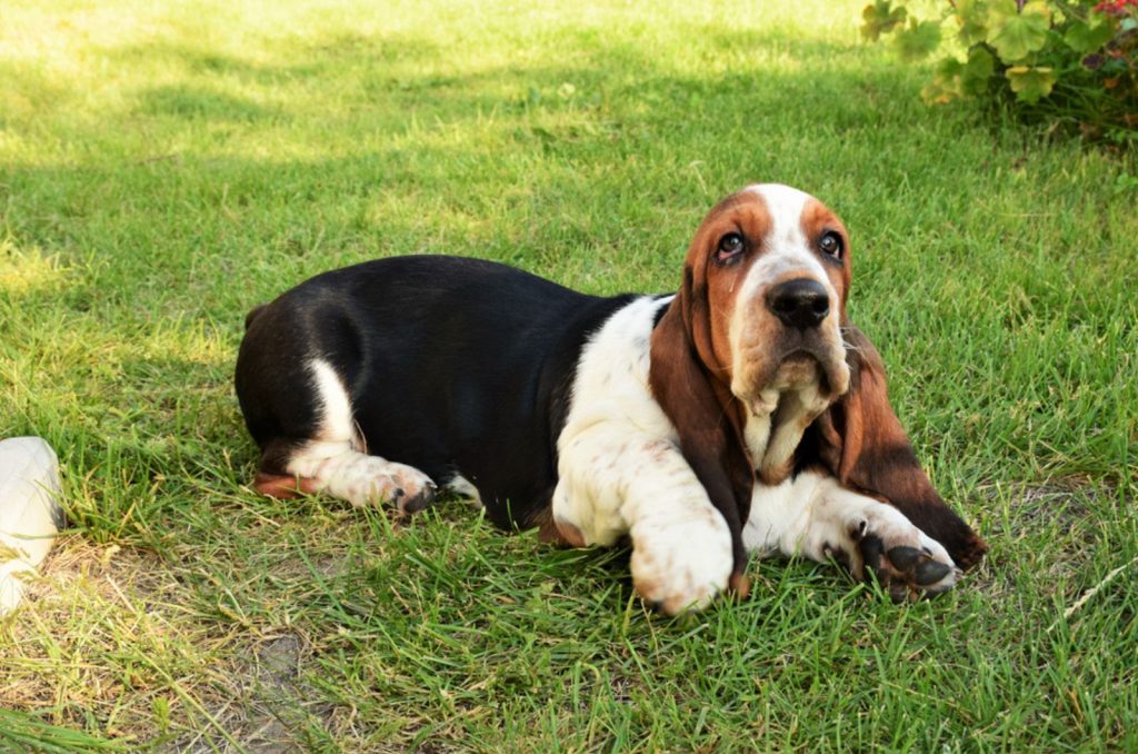 basset hound acostado sobre la hierba