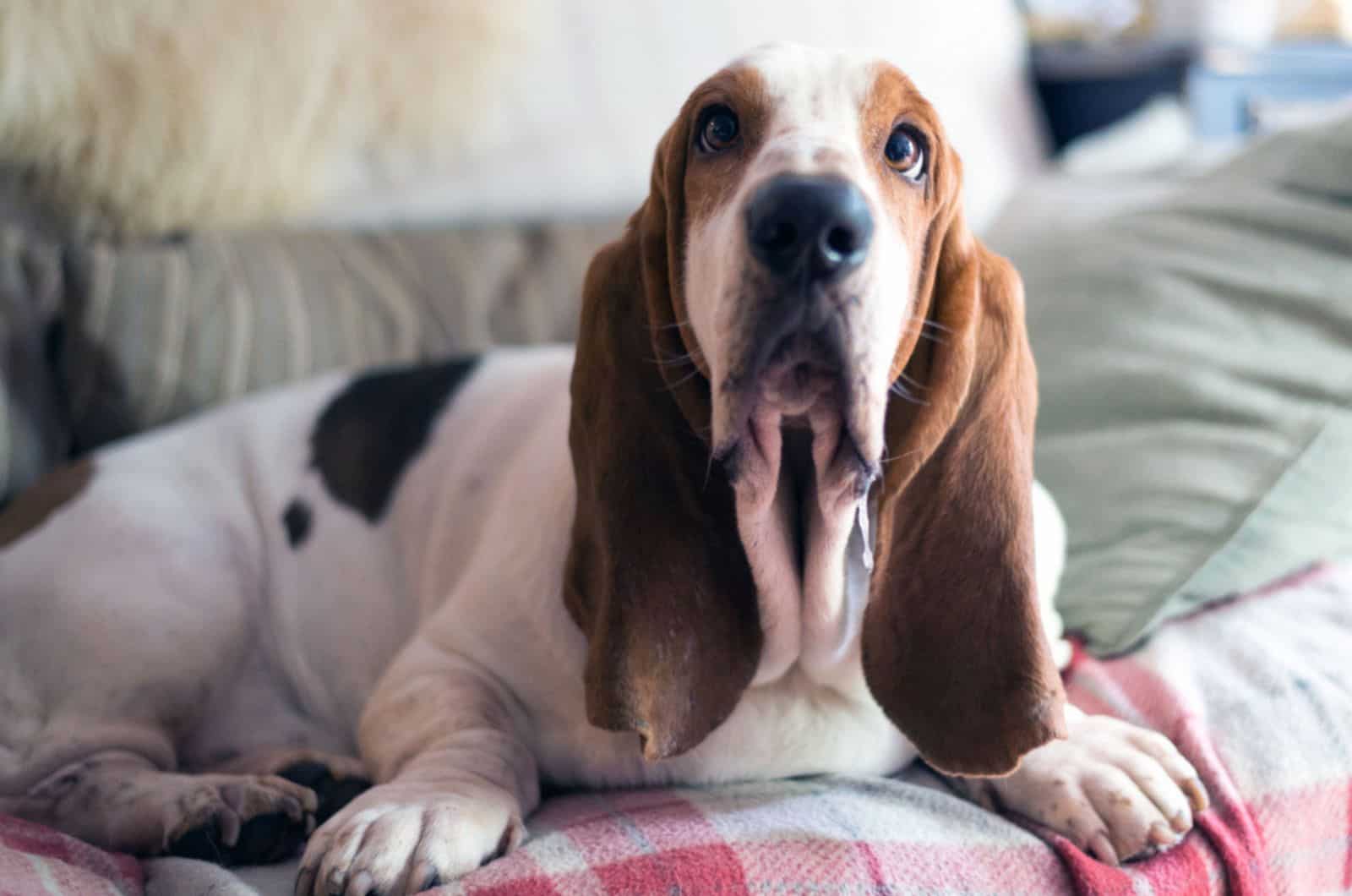 basset hound babeando en el sofá