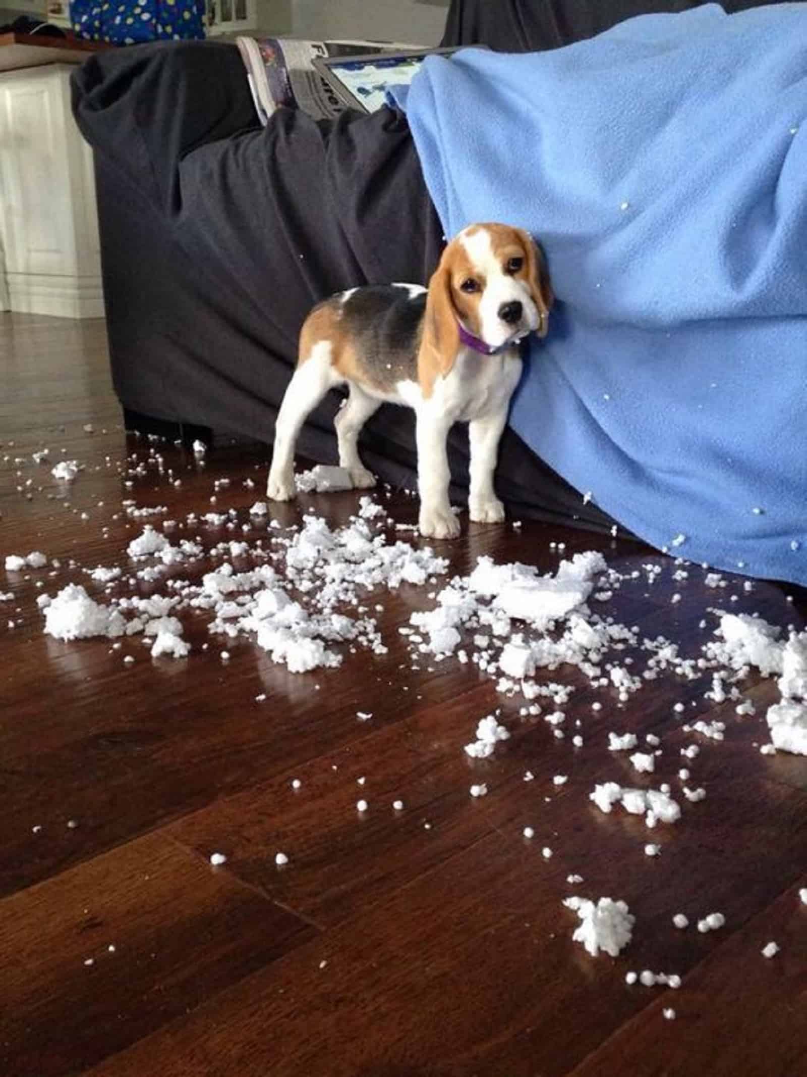 beagle haciendo lío en casa