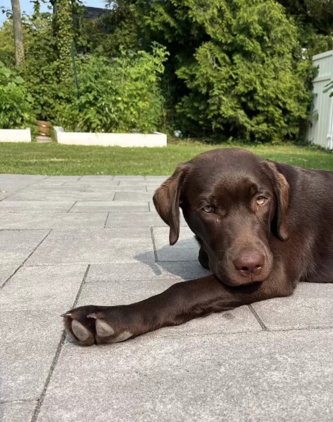 hermoso perro marrón