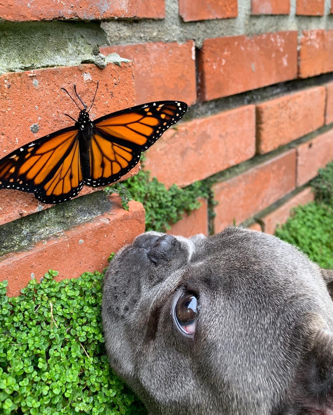 hermosa mariposa y perro