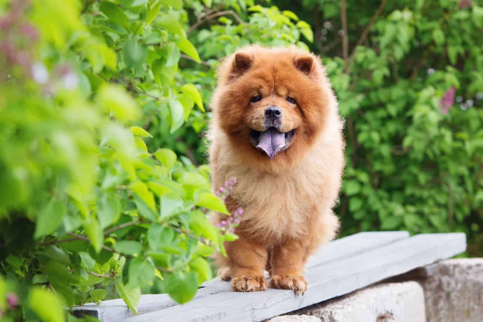 hermoso perro chow chow rojo de pie en un banco