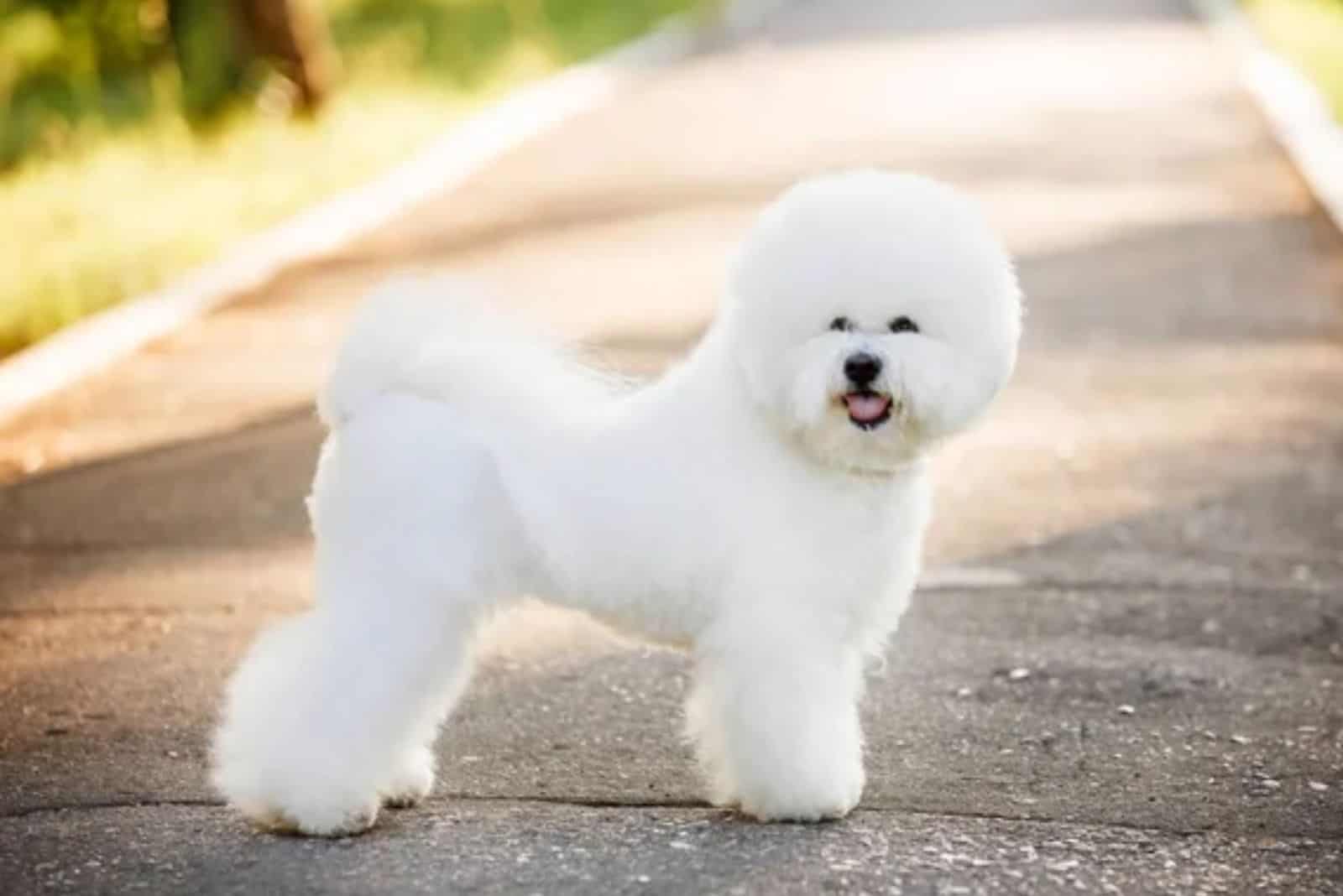 perro bichón frisé