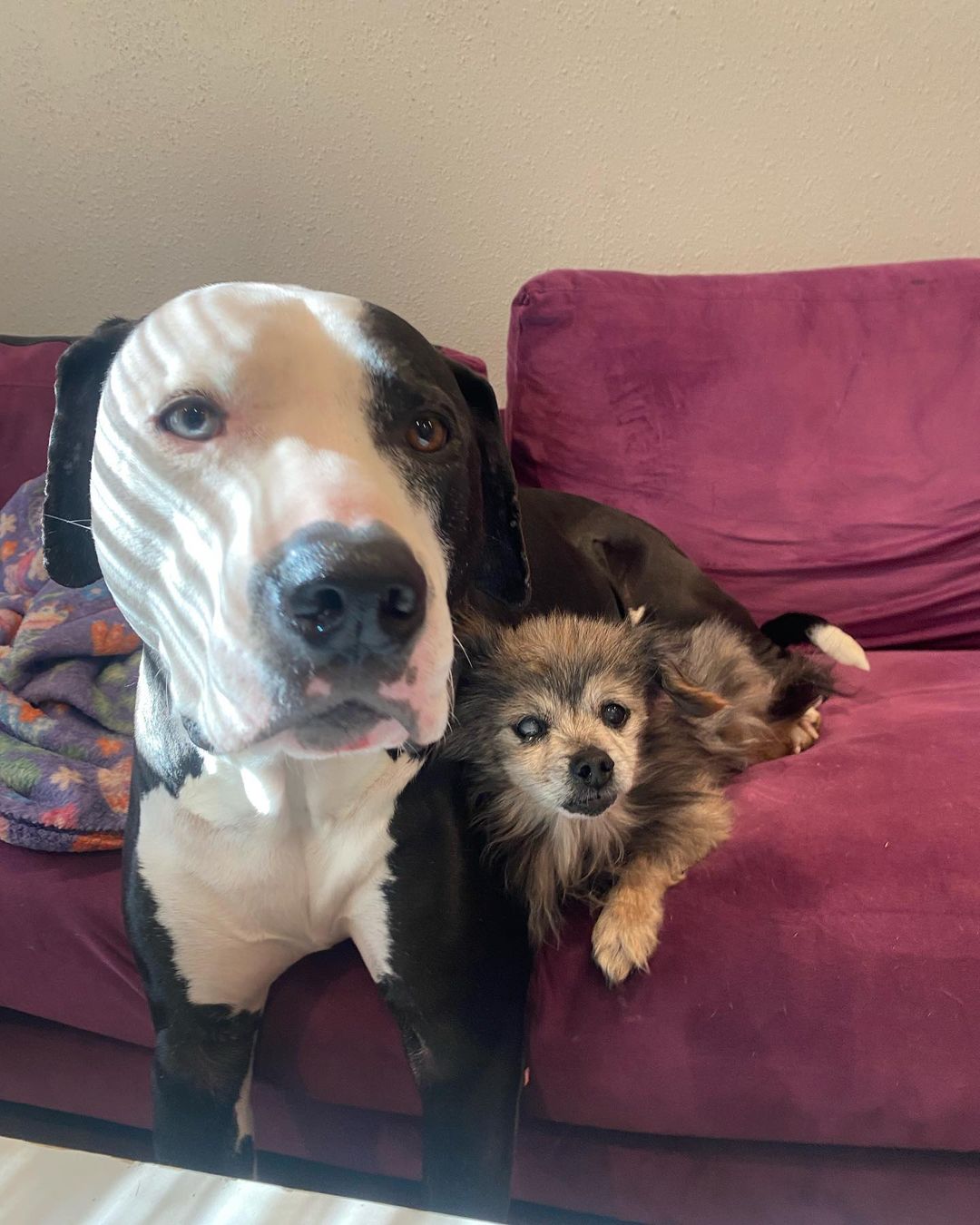 perro grande y pequeño acostados juntos