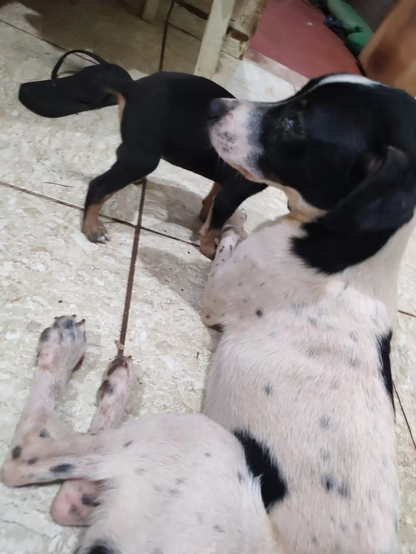perro grande mirando a perro más pequeño
