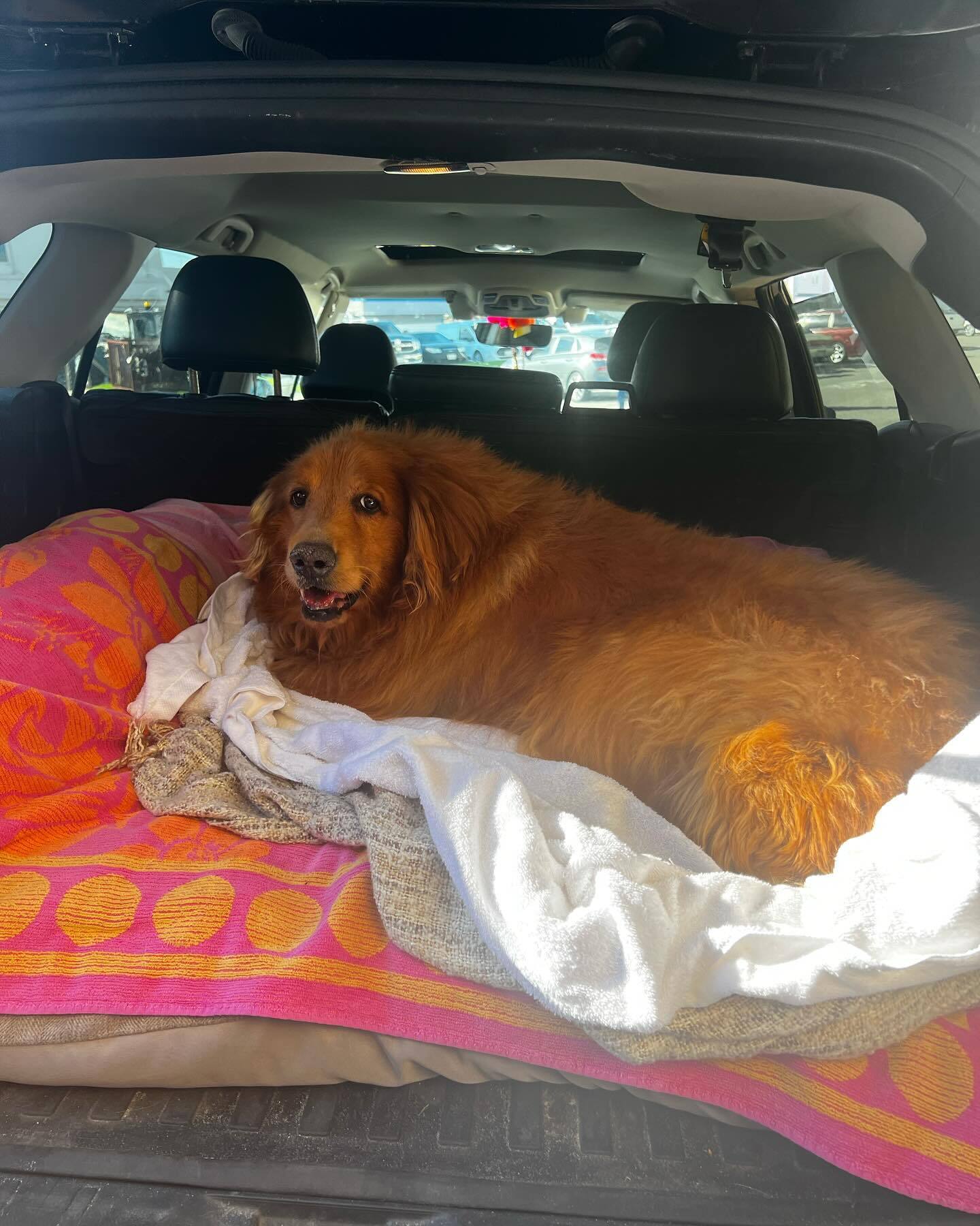 gran dorada en el coche