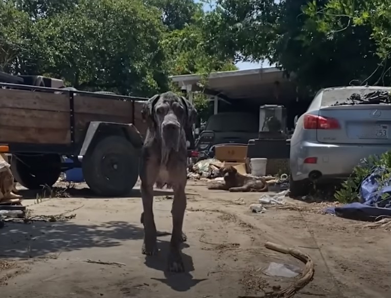 perro grande y viejo