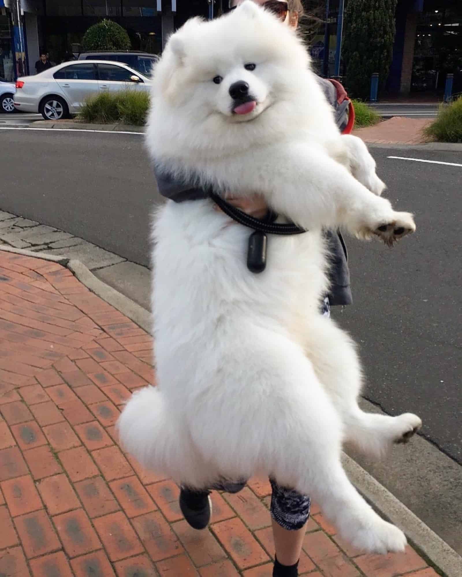 gran samoyedo blanco en manos de su dueño