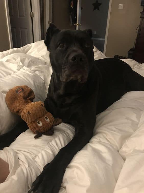 cane corso negro con juguete