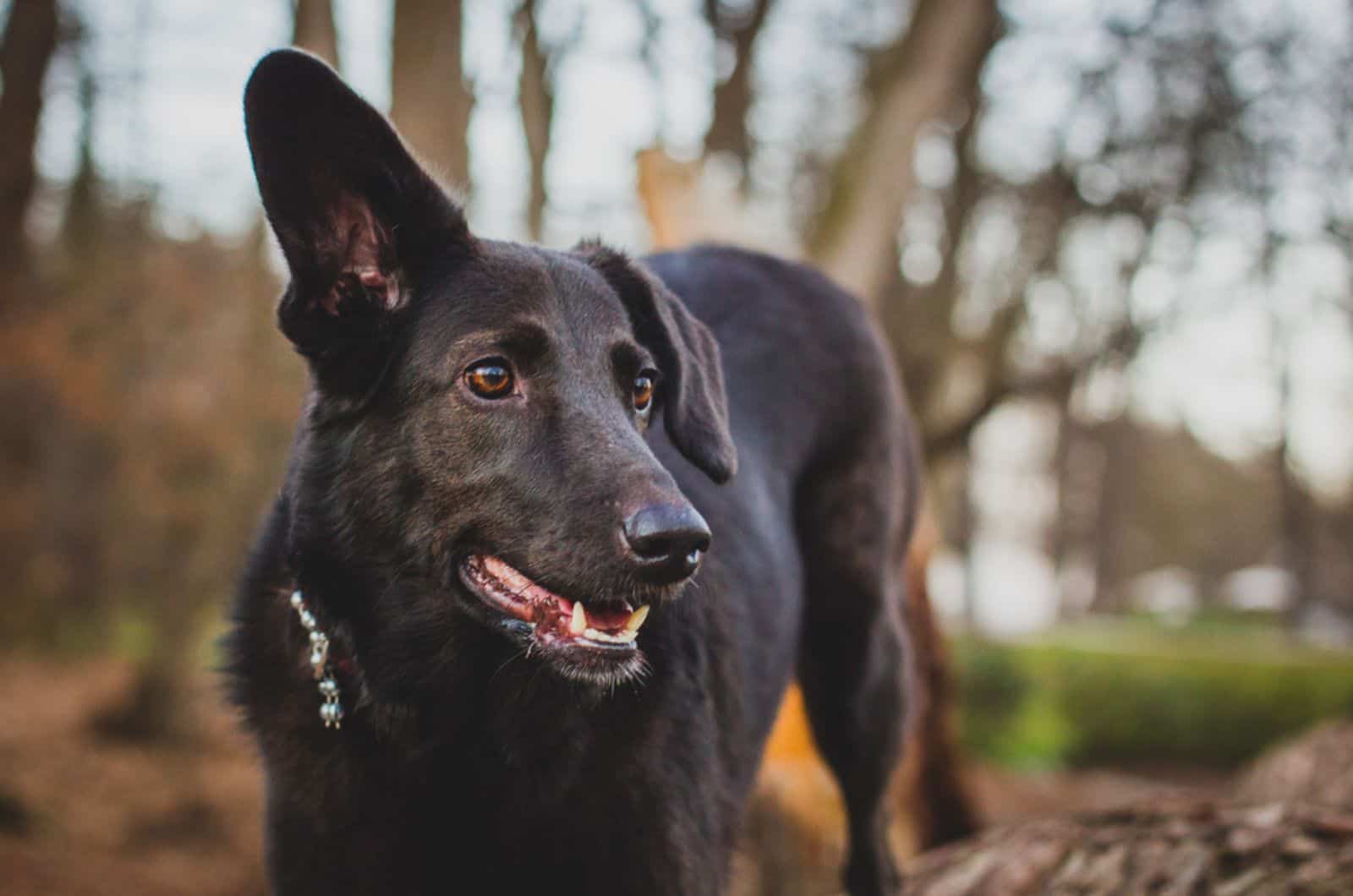 perro negro escuchando con una oreja levantada y ojos mirando a lo lejos