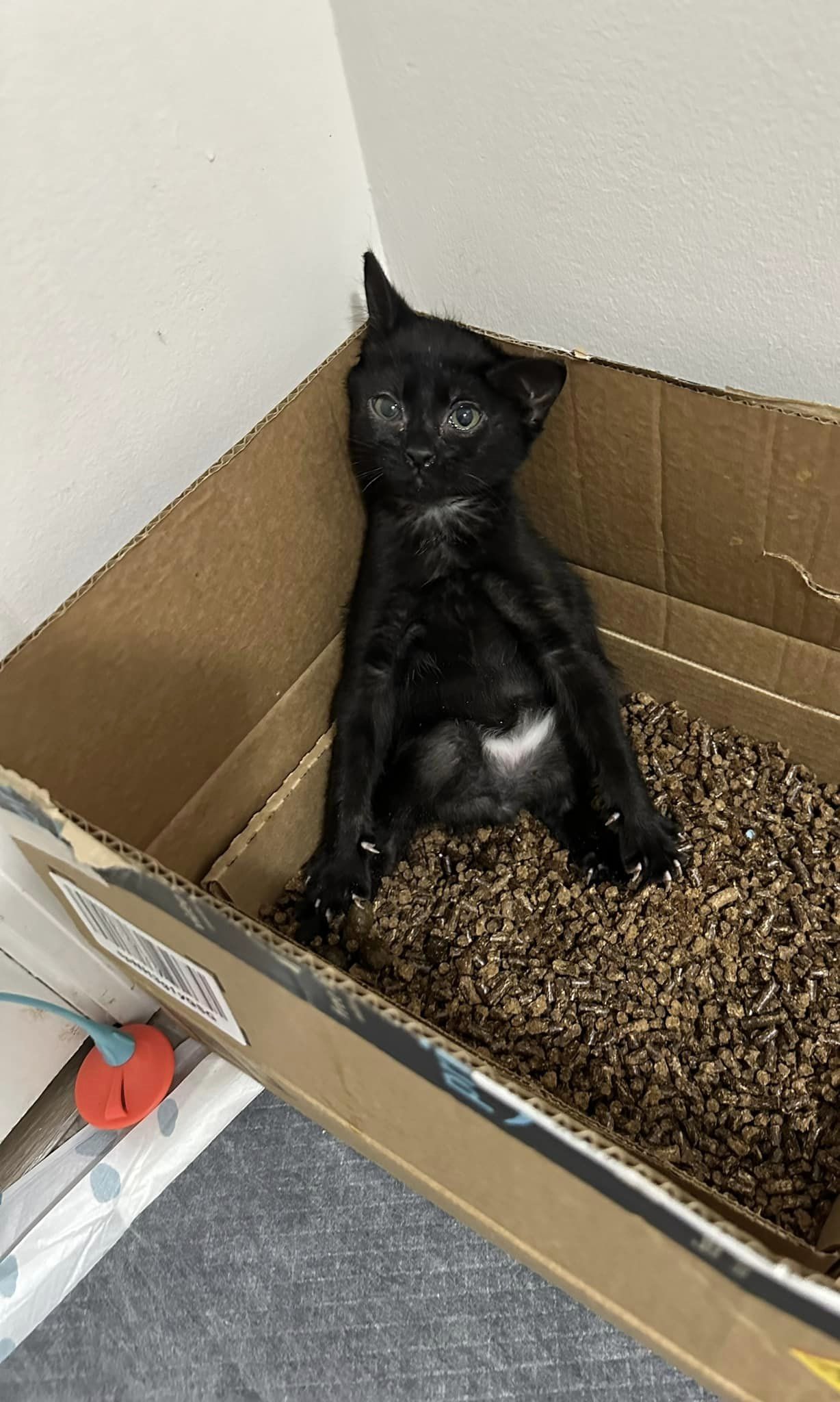 gatito negro en una caja
