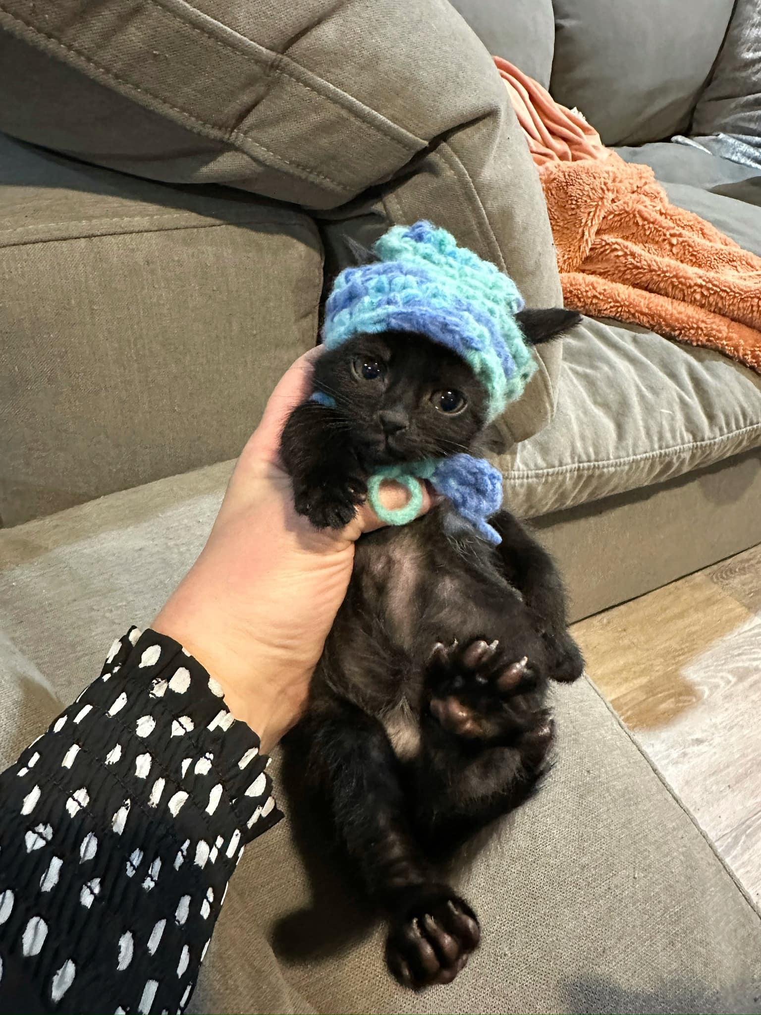 gatito negro con un sombrero azul