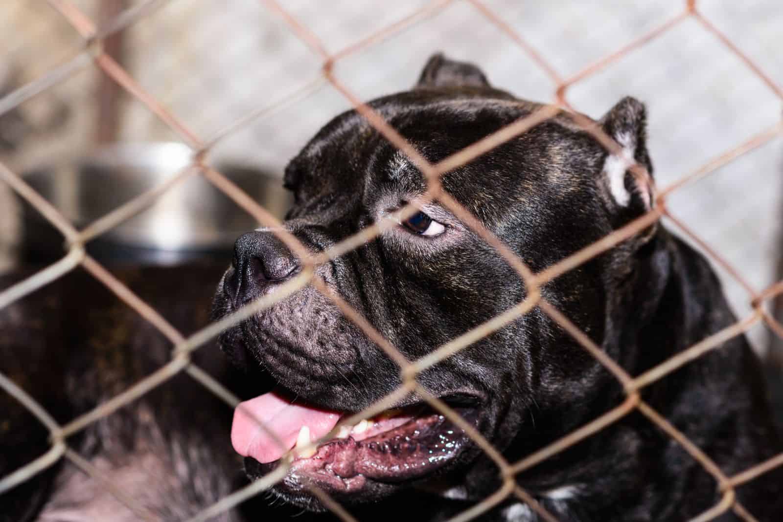Pit Bull negro con la lengua afuera