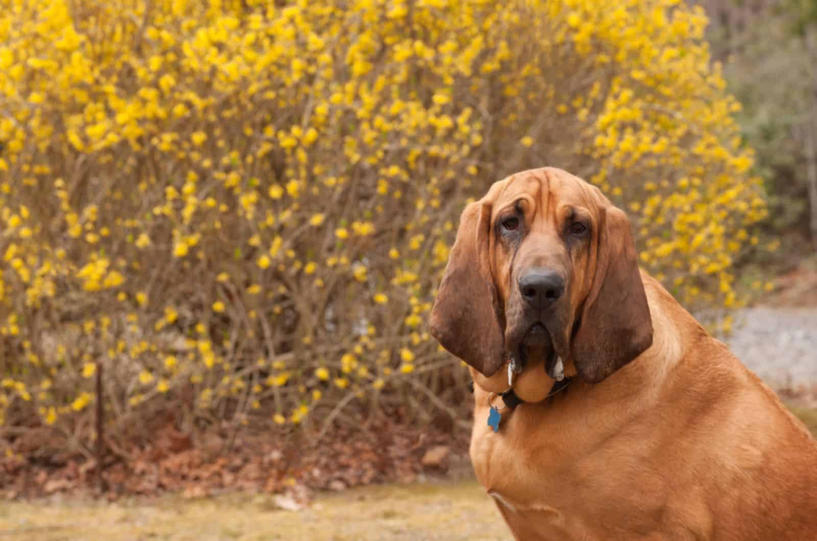 bloodhound babeando